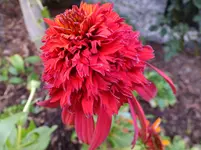 DSCF9142.webp