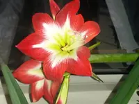 20151229_164951[1].webp