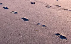 23.3.2015 - 3.Tag Kaikoura SA, Seal Puppies,Clarence Valley, Cheviot Gorse Bay (75) v.webp