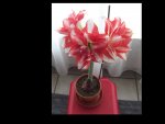 Amaryllis 2016  2-fabrbig.jpg