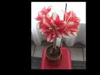 Amaryllis 2016  2-fabrbig.webp