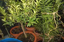 SAM_0649.webp