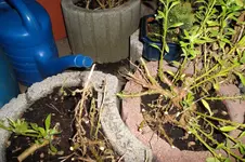 SAM_0650.webp