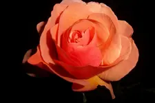 SAM_0652.webp
