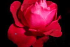 SAM_0653.webp