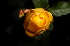 SAM_0655.webp