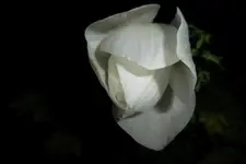 SAM_0656.webp