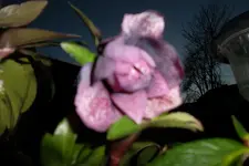 SAM_0660.webp