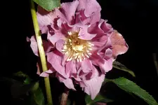 SAM_0661.webp
