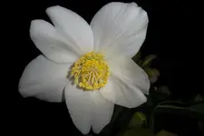 SAM_0662.webp