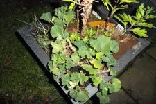SAM_0664.webp