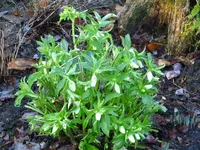 Christrose2.webp