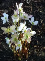 Christrose3.webp