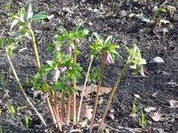 Christrose4.webp