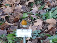 Rotkehlchen.webp