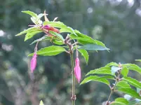 Scharlachfuchsie.webp
