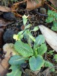 Schlüsselblume.jpg