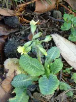 Schlüsselblume.webp
