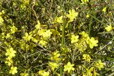 Winterjasmin.webp