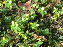 Winterlinge.webp