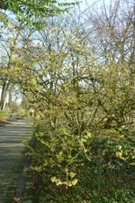 Zaubernuss.webp