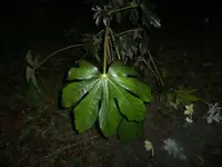 Aralia.webp
