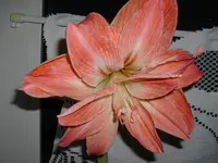 DSCI3880.webp
