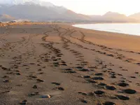 23.3.2015 - 3.Tag Kaikoura SA, Seal Puppies,Clarence Valley, Cheviot Gorse Bay (73) v.webp