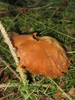 006_720x960.webp