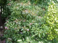 P6110011_(1024_x_768).webp