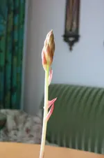 Blume nah.webp