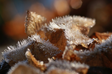 Hortensie_Frost_braun_Eis_bokeh_still life_makro1_800.webp