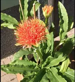 Haemantus M.-Blutblume Mass.webp