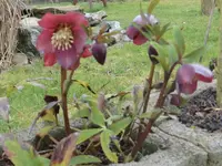 Christrose rot.webp