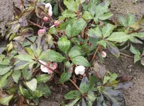 Christrose weiss.webp