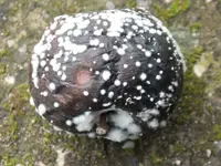 DSCF6777.webp