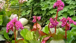 DSCN4486.jpg
