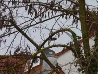 P1010765.webp