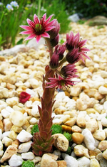 Hauswurz Blüte.webp