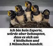 12494898_10207857774660687_7985669196016130616_n.webp