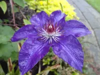 021.webp
