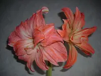 DSCI3899.webp