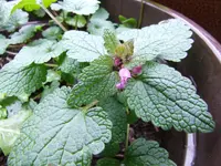 DSCF4034.webp