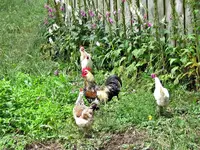 Copy of IMG_7950v.webp
