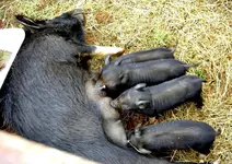 Copy (2) of Tiere alt 635v.webp