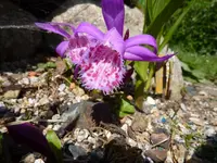Pleione Limprichtii_16.05.2015.webp