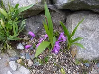 Pleione limprichtii_23.05.2015.webp