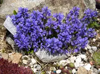 Polygala calcarea_02.05.2015.webp