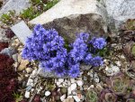 Polygala calcarea_26.04.2015.jpg