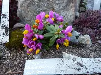 Polygala chamaebuxus var. grandiflora_18.04.2015.webp